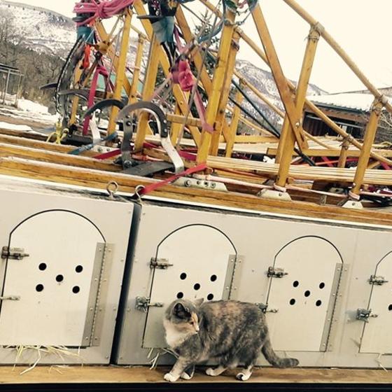 cat on truck