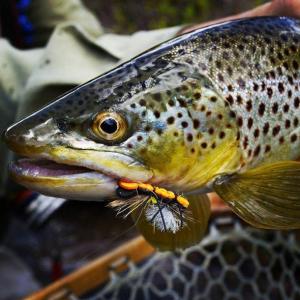 Durangatang first time fishing our Gold Medal Waters!