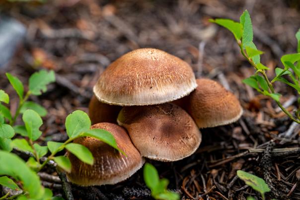 Wild Mushrooms in the San Juan National Forest During Summer