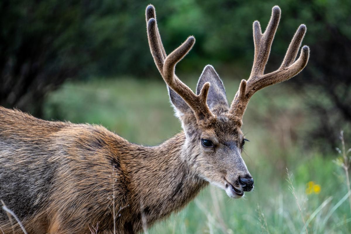 Young Buck Deer at Vallecito Reservoir During Summer