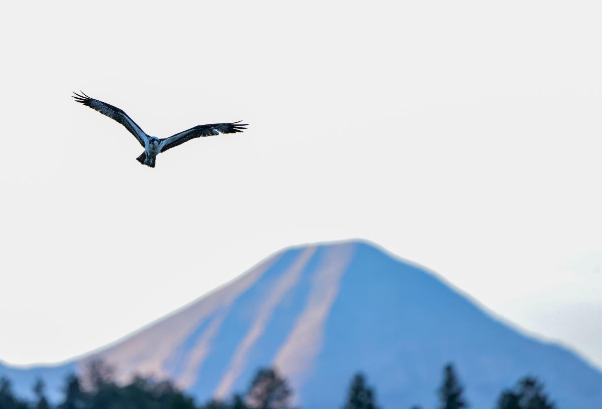 Osprey at Haviland Lake During Fall | Rhyler Overend | Visit Durango