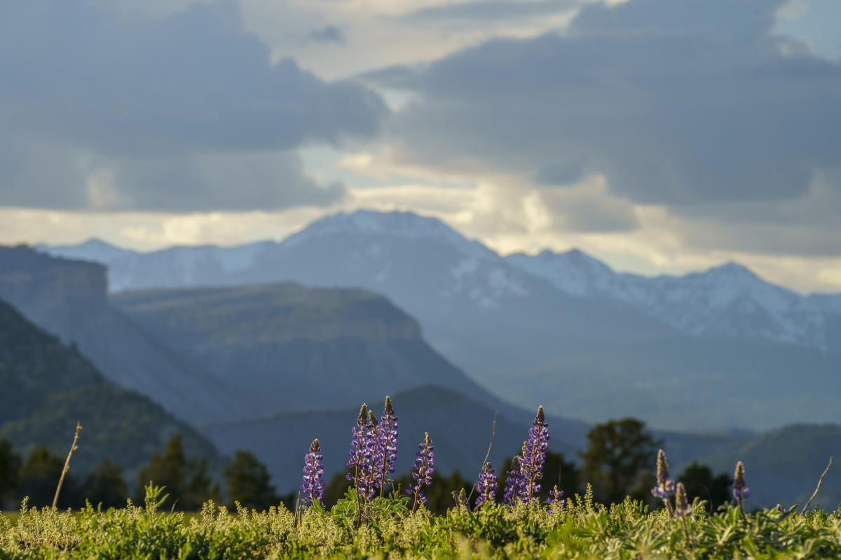 Views of the La Plata Mountains from Carbon Junction During Spring