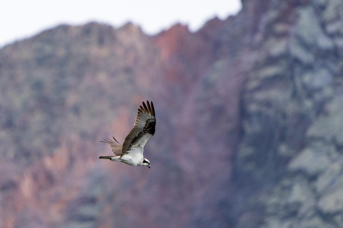 Osprey at Andrews Lake During Fall