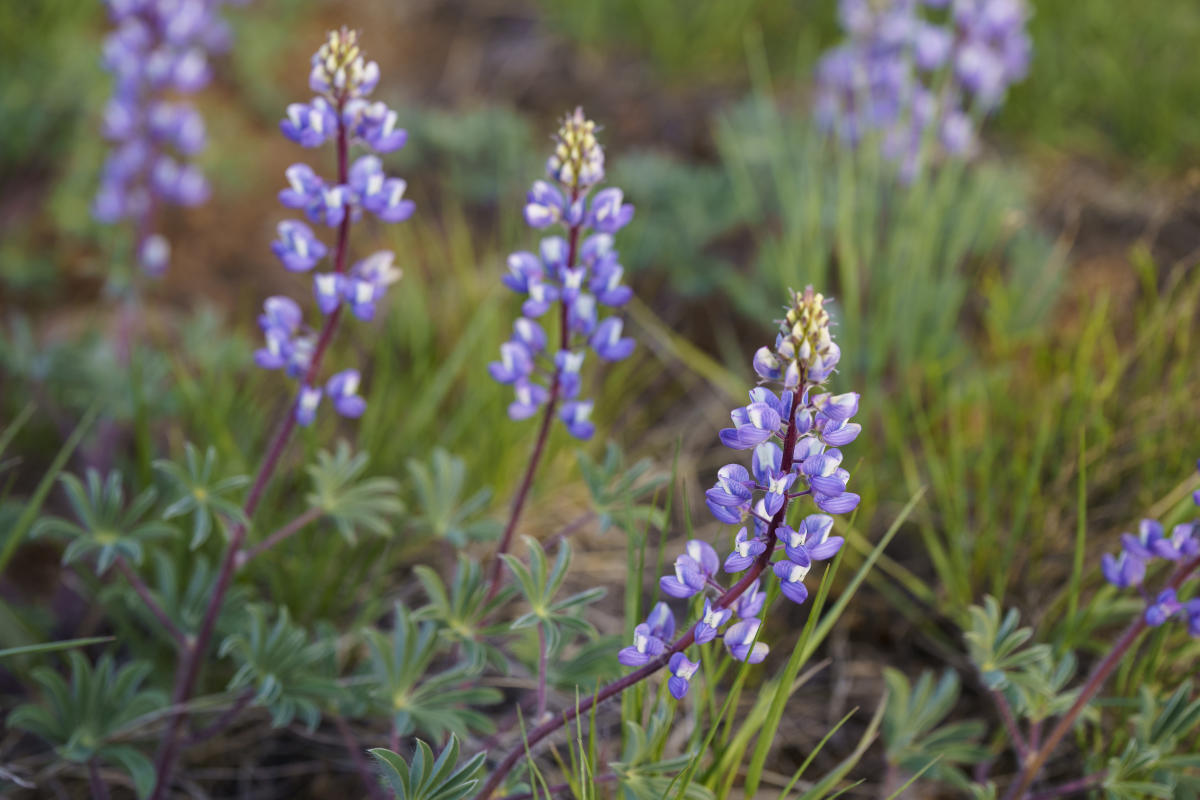 Silvery Lupine Wildflowers in Durango, Colorado