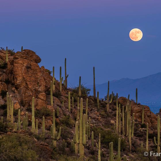 Desert Moon