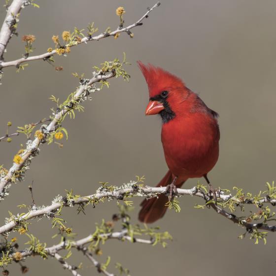 Cardinal IV