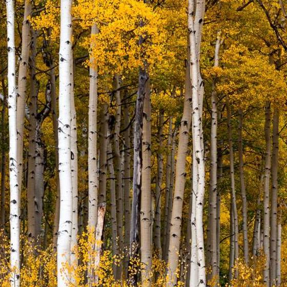 Aspen_pano_1_24x72_300ppi