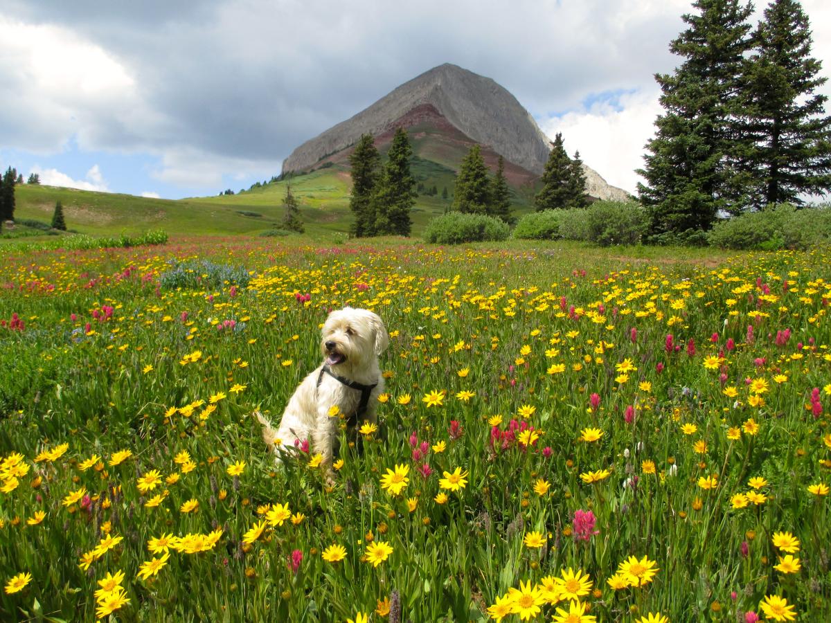 Dog in wildflowers at Engineer Mountain