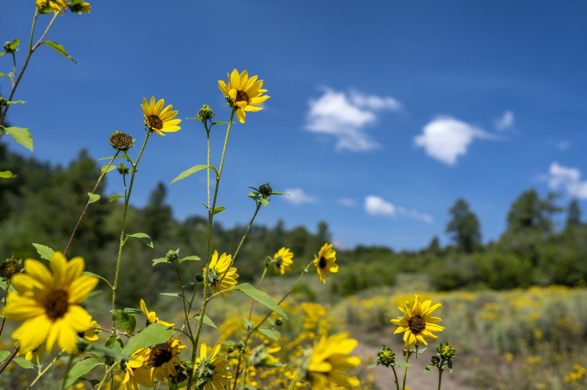 Black Eyed Susan Flowers, Durango, Colorado