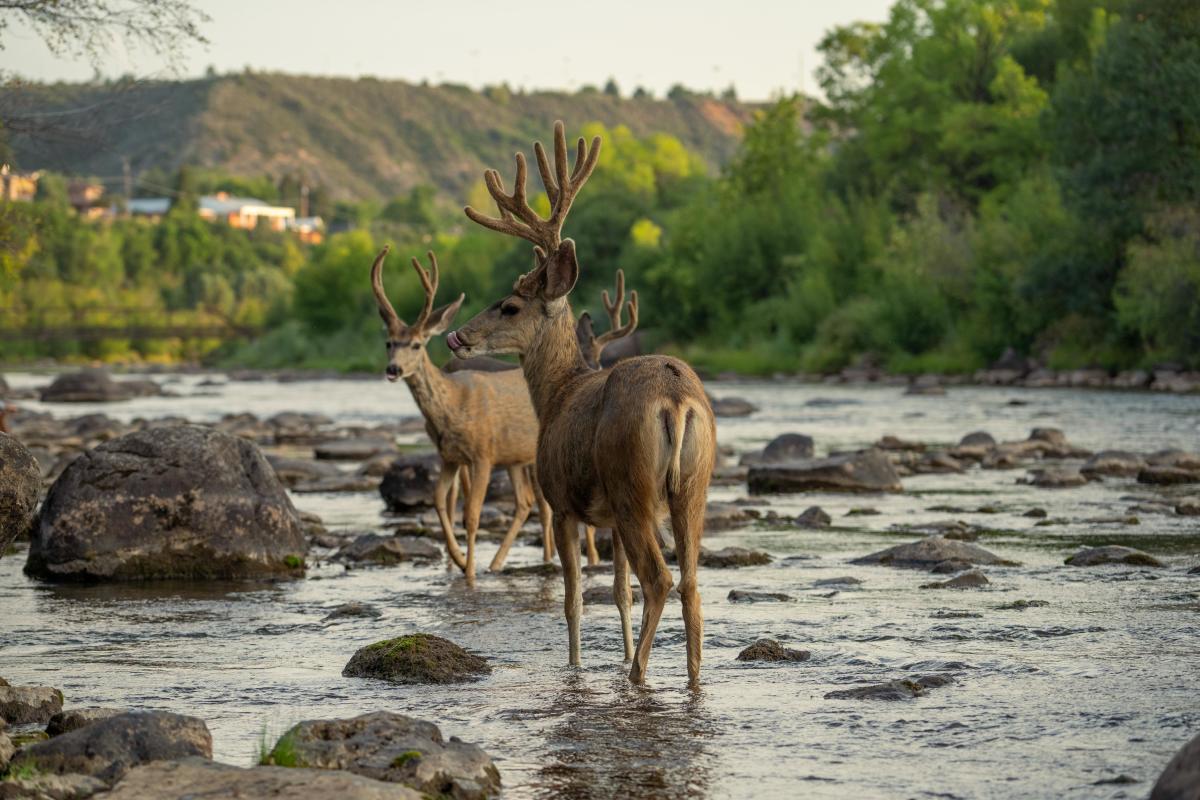 Buck Deer on the Animas River