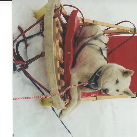 Casper in sled