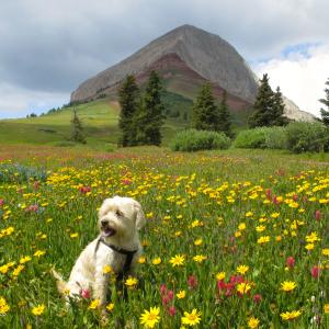 Engineer Mountain in Spring, Durango, CO