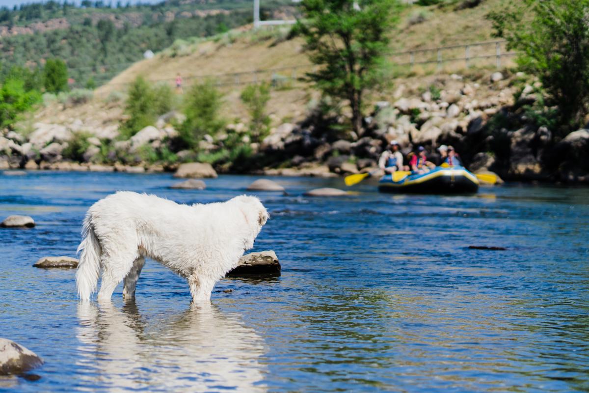 Durango Off-Leash Dog Park, Durango, CO