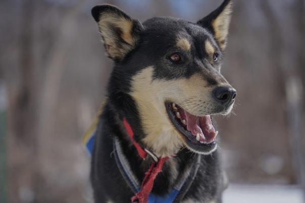 Dog in the winter