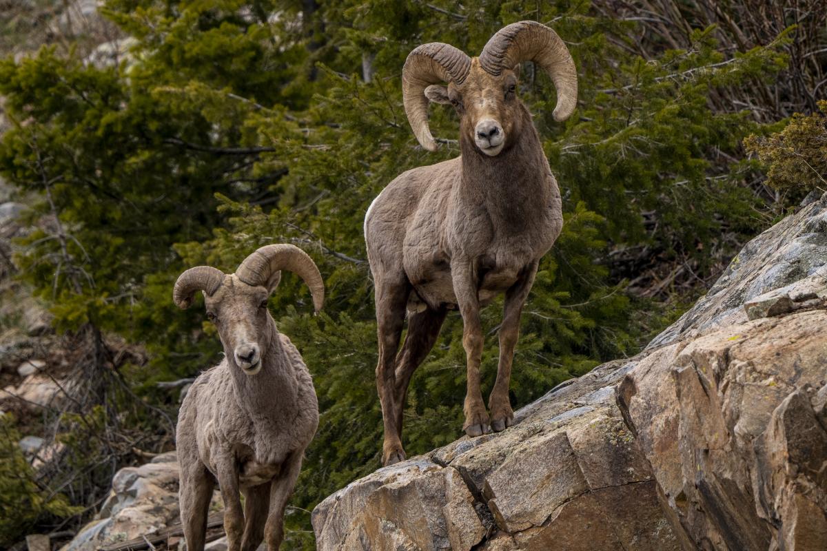 Big Horned Sheep at Coal Bank Pass During Winter