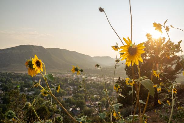 Sunflowers on the Rim Trail Near Fort Lewis College in Durango, CO