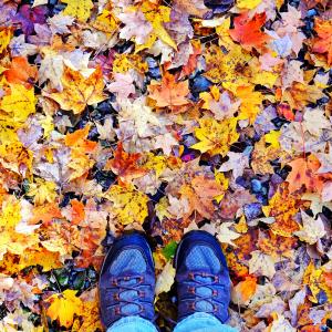 Fall Leaves in Durango, CO