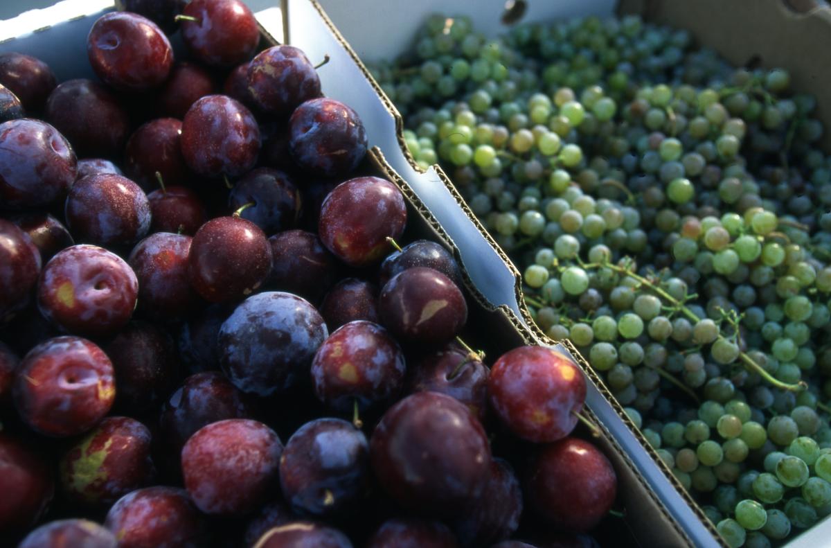 Summer Farmers market