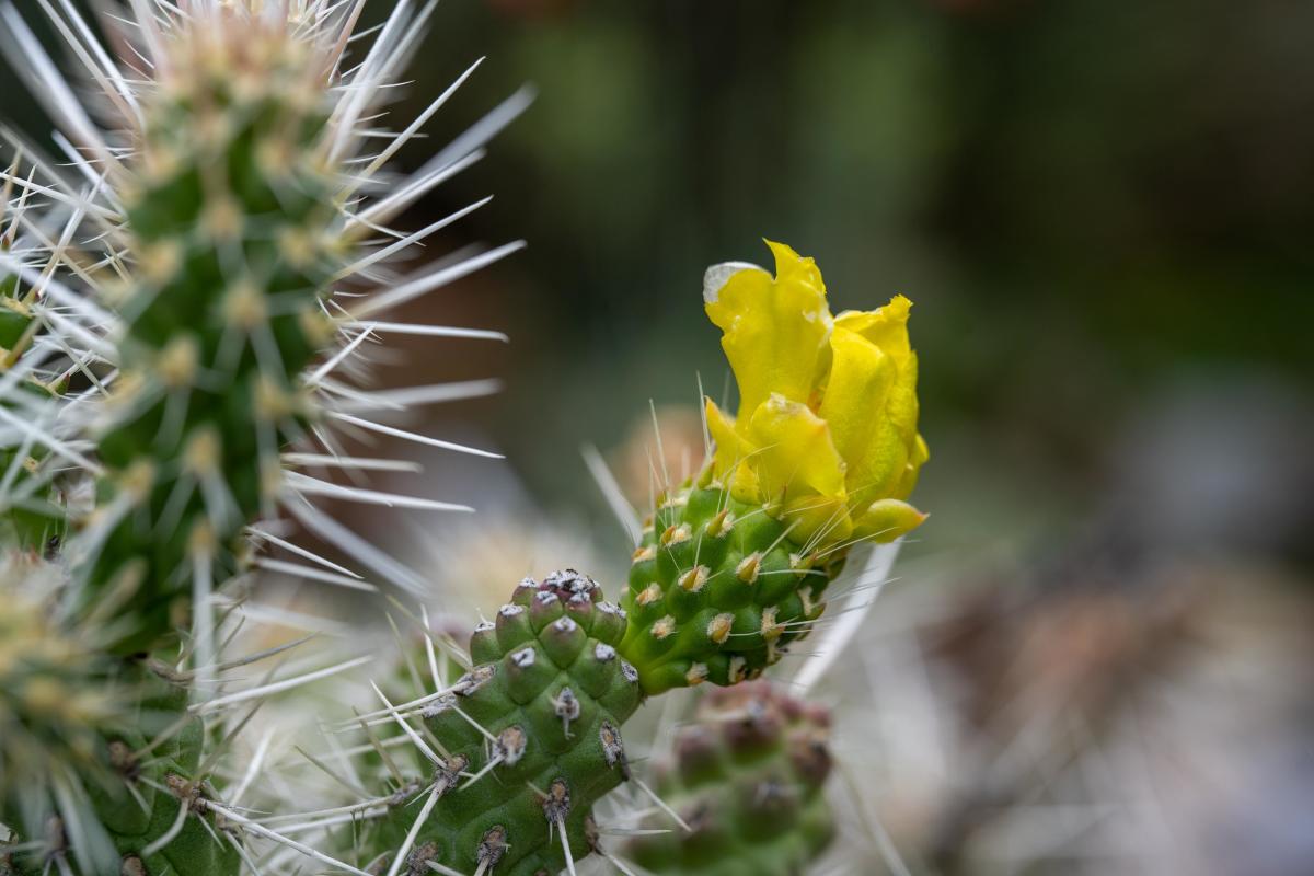 Durango Botanic Gardens