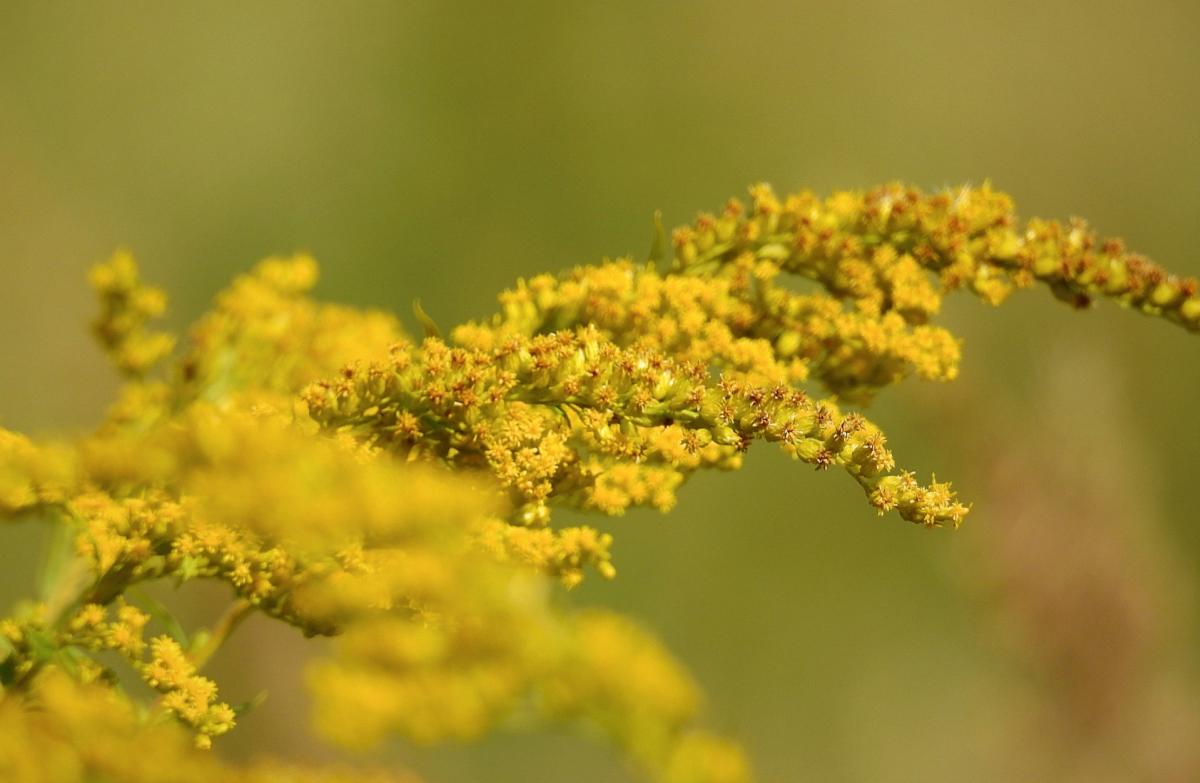 Goldenrod Flowers, Durango, Colorado