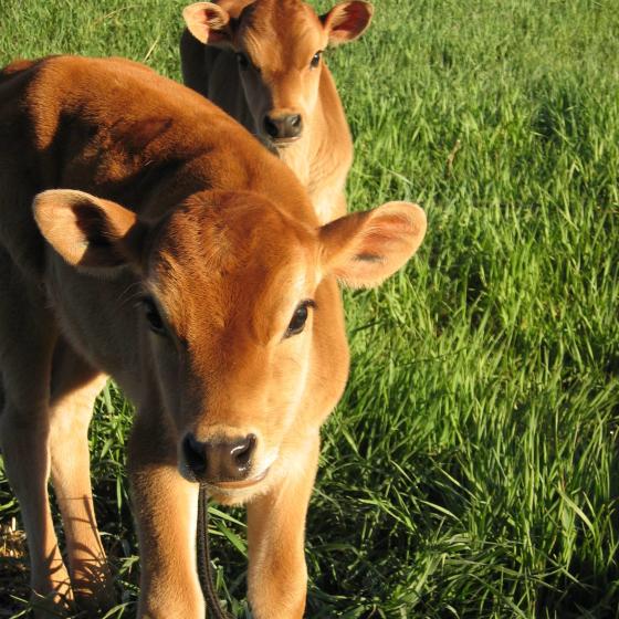 JR_Dairy_Calves