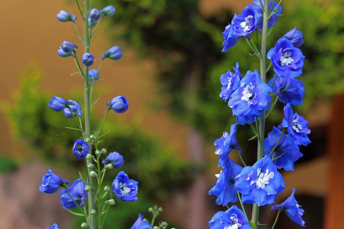 Larkspur Flowers, Durango, Colorado