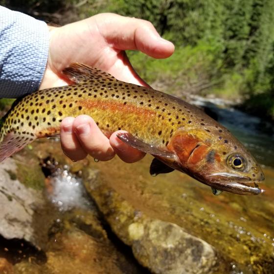 Cutthroat Trout