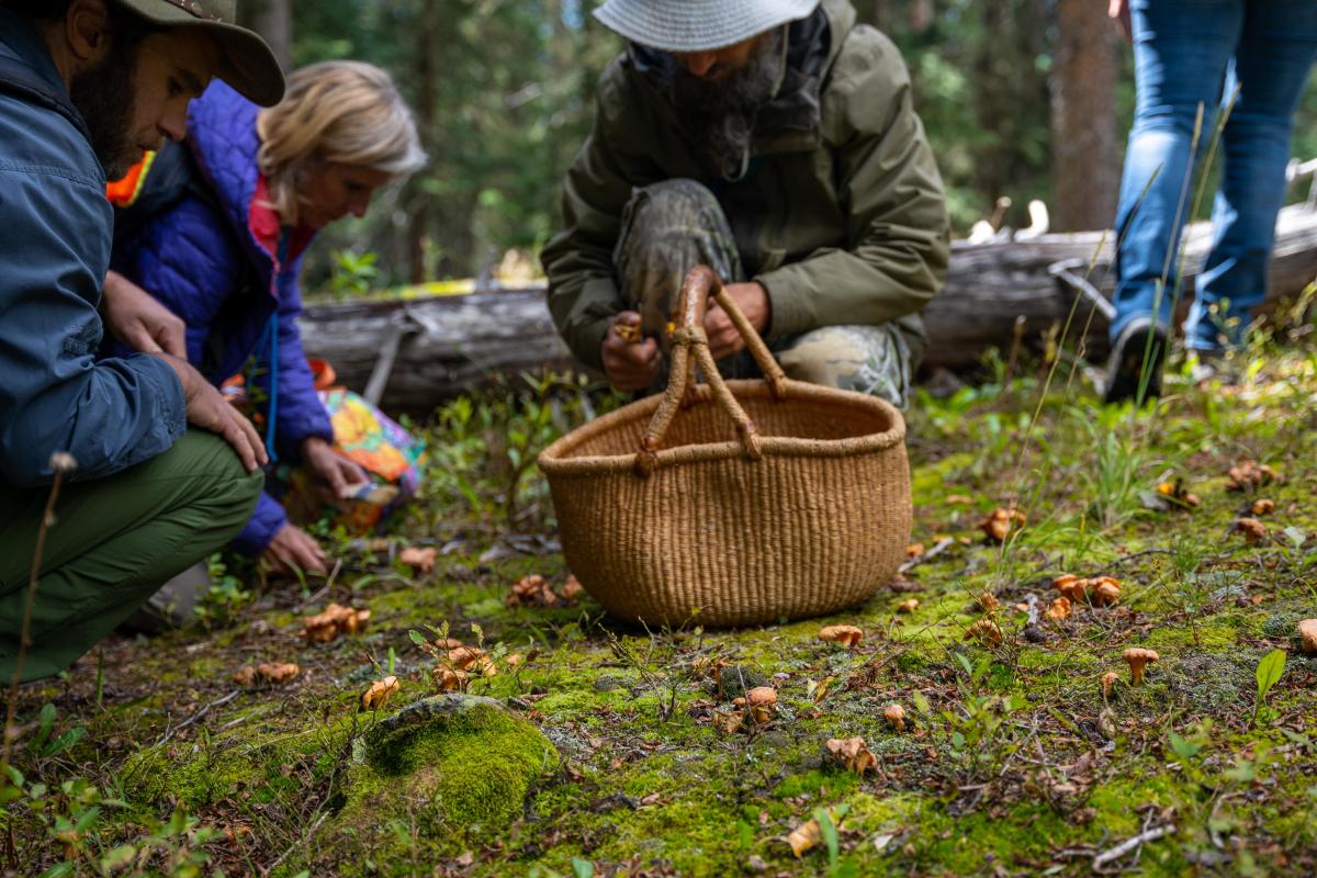 Mushroom foraging