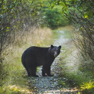 Black Bear in Durango, CO