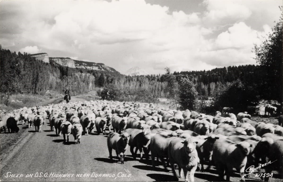 Herding Sheep on Highway 550