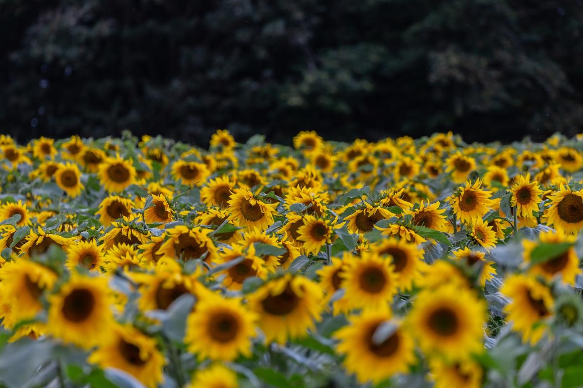 Sunflowers Flower, Durango, Colorado