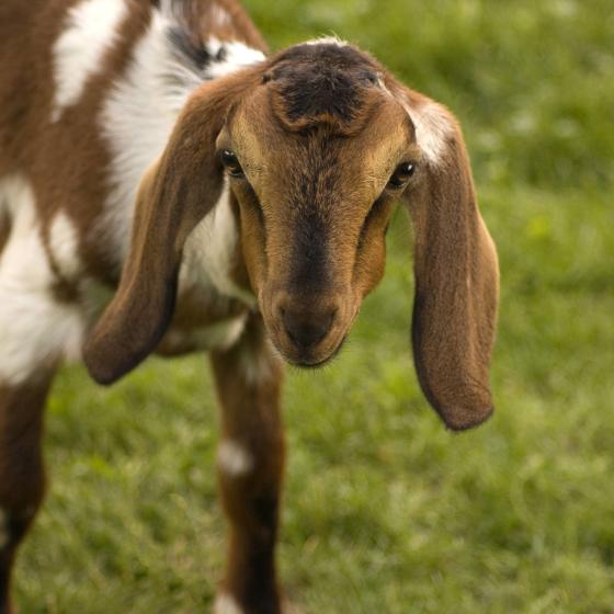 Young_goat_Close-up