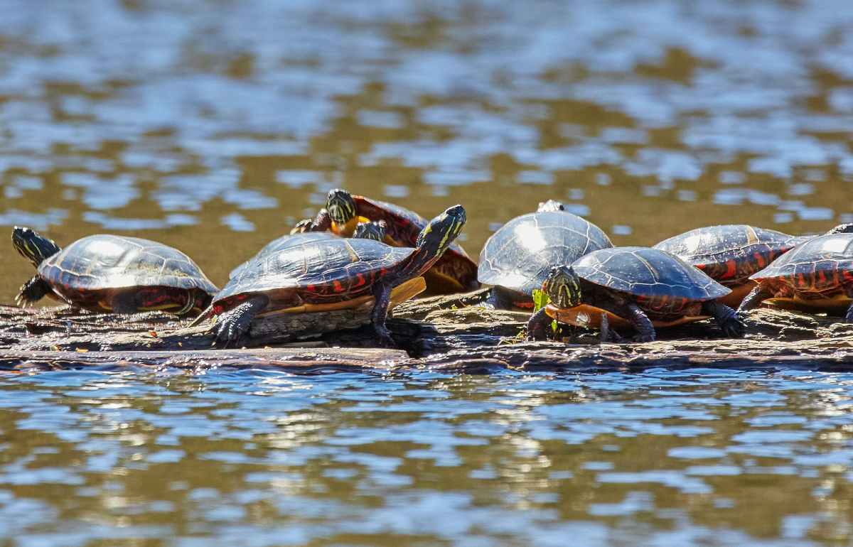 Painted Turtles in Durango, Colorado